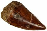 Serrated Raptor Tooth - Real Dinosaur Tooth #297765-1
